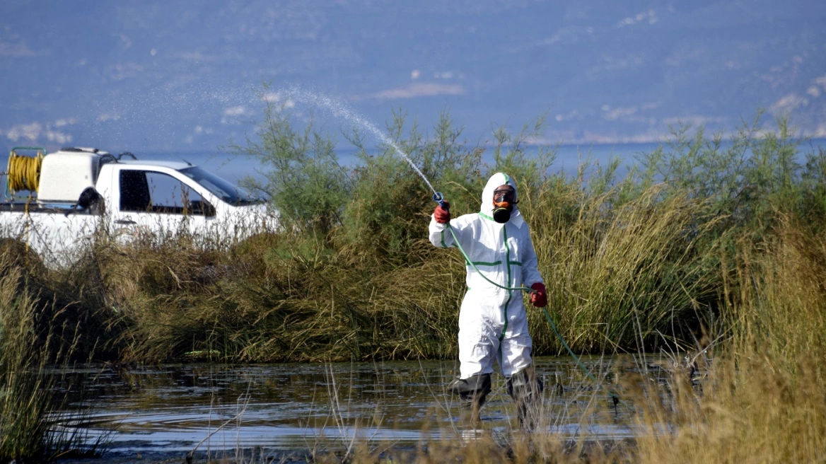 Θεσσαλονίκη: Ξεκινούν οι εναέριοι ψεκασμοί για τα κουνούπια σε ορυζώνες της Πιερίας και της Ημαθίας